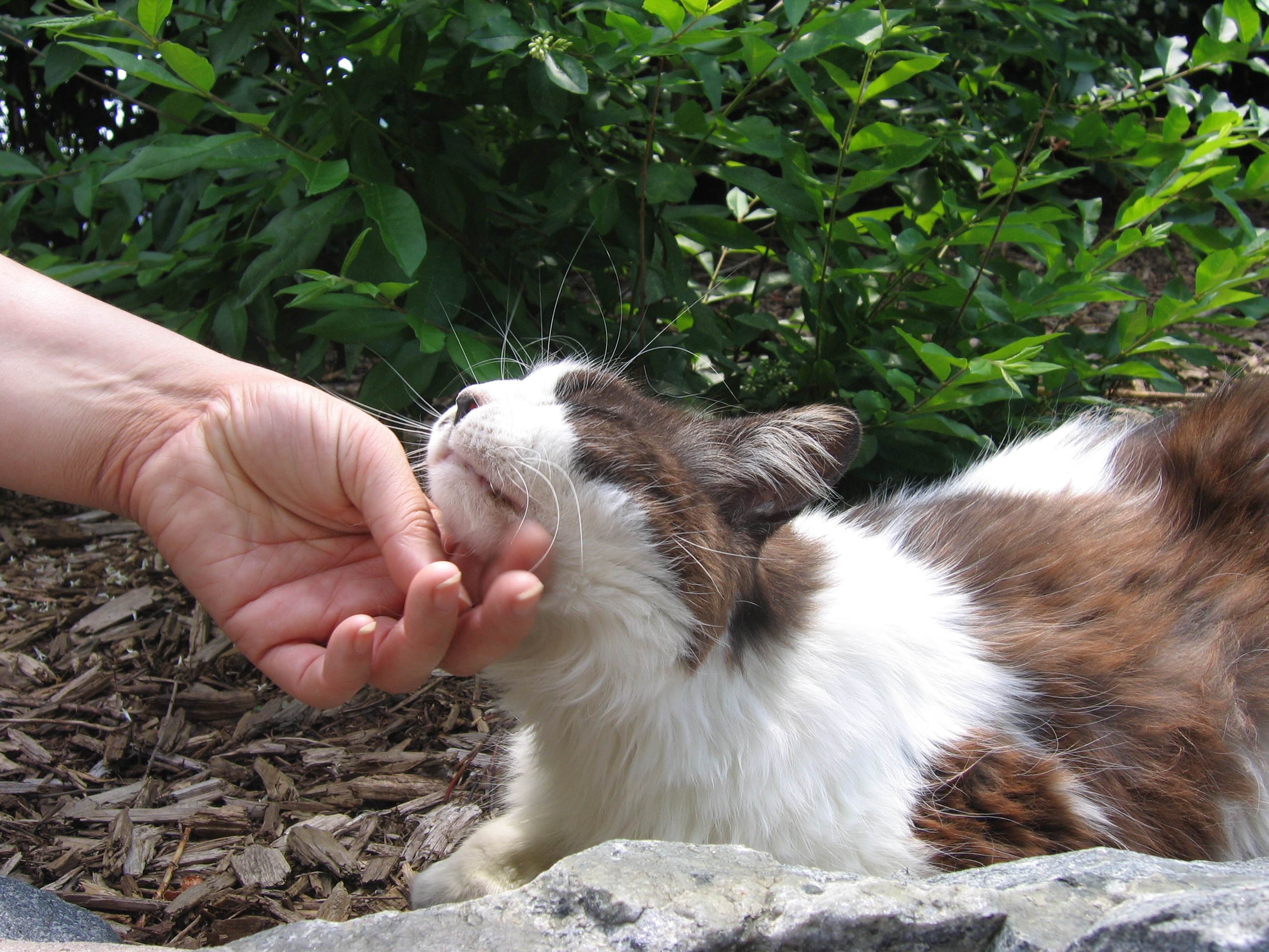 Hands touching animals